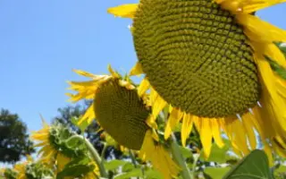 ЕС АНТЕМИС СЛП