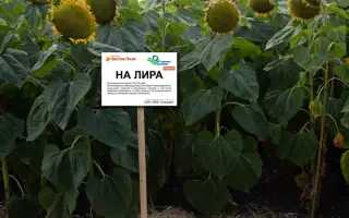 НА ЛИРА