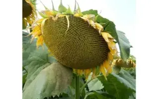 ВОРОНЕЖСКИЙ 643