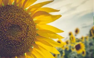 СВЕТЛАНА КЛП