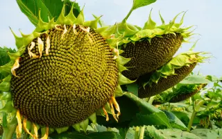 ИНТЕРСТЕЛЛАР