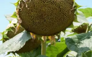 БРИГАНТИНА