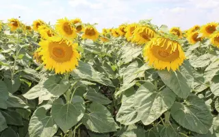 ЕС КАПРИС СЛП