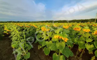 ИВАН ИВАНЫЧ