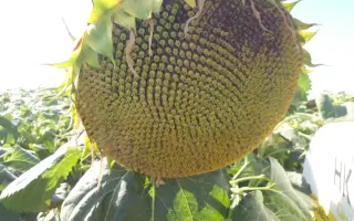 ЕС ТЕРРАМИС СЛ