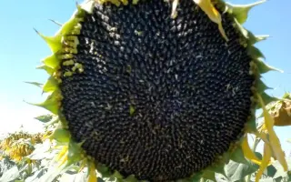 ЕС АНАСТАСИЯ