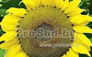 ПОКРОВСКИЙ