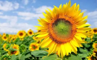 ХА 26 ИМИ ПР А