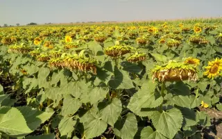 ЕС БАЛИСТИК СЛ