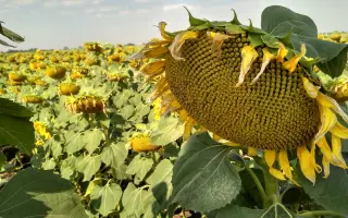 МАКСИМУС СЛ