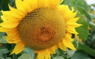 ЕС ФЛОРИМИС