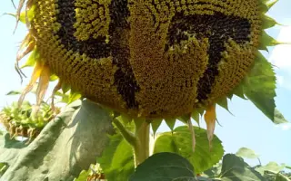 ТЕРМИНАТОР