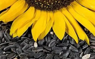 ПАРАИЗО 102 СЛ