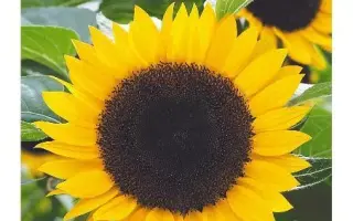 ВОРОНЕЖСКИЙ 638