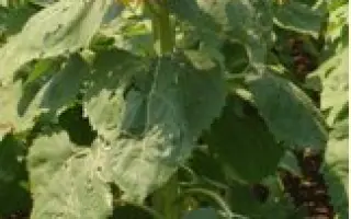 САНМАРИН 452