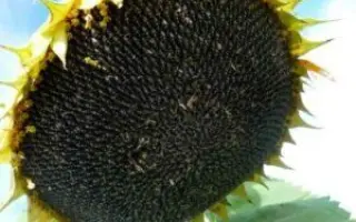 САНМАРИН 456