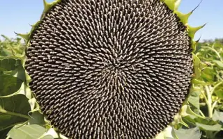 ПОСЕЙДОН 625