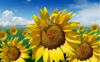 ДОНСКОЙ 49 А