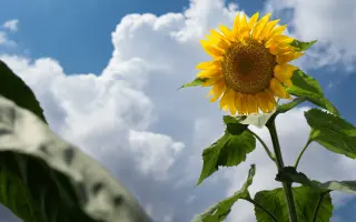 БЕЛОСНЕЖНЫЙ