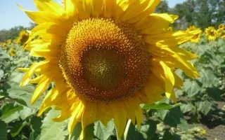 ПОВОЛЖСКИЙ 60