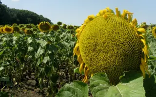 ВЕЙДЕЛЕВСКИЙ 80