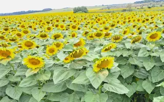 САНМАРИН 444