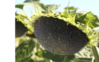 БЕЛГОРОДСКИЙ 94