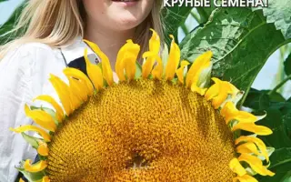 СИБИРСКИЙ 97