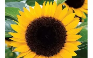 ВОРОНЕЖСКИЙ 1