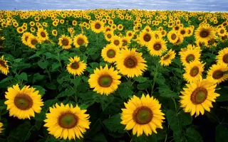 ПОВОЛЖСКИЙ 8