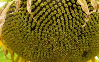 КУЛУНДИНСКИЙ 1