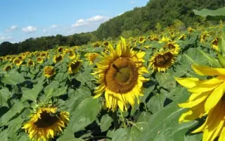 ШОЛОХОВСКИЙ