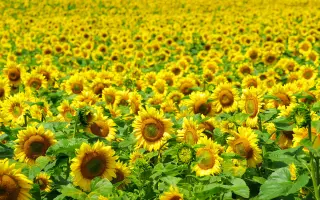 ВЕЙДЕЛЕВСКИЙ 18