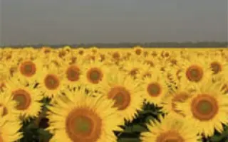 САРАТОВСКИЙ 20