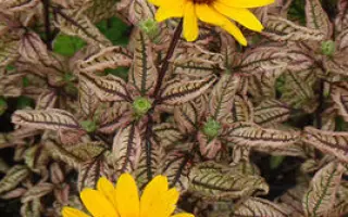 ЭСМЕРАЛЬДА