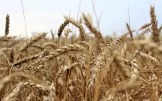 ПИСАРЕВСКАЯ