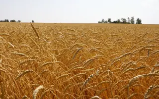 ИМПЕРАТРИЦА