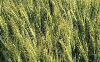 КОНСТАНТА 22