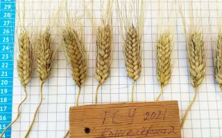 ПОВОЛЖСКАЯ 21