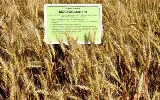 ВЛАДИМИРСКАЯ 9