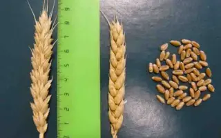 ПОВОЛЖСКАЯ 30