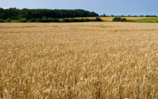 БАШКИРСКАЯ 12