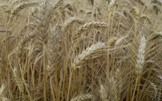 ЛЬГОВСКАЯ 31