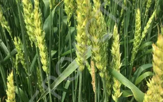 ВОЛЬНЫЙ ДОН