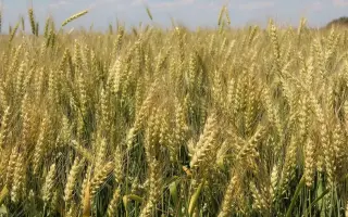 НЕМЧИНОВСКАЯ 85