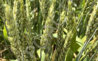 БЫЛИНА ДОНА