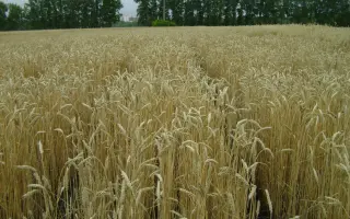 ОМСКАЯ ОЗИМАЯ