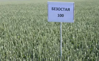 БЕЗОСТАЯ 100