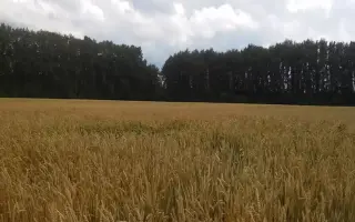 ПРИИРТЫШСКАЯ