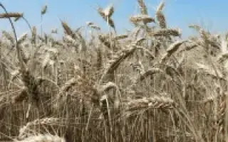 СТРЕЛЕЦКАЯ 12